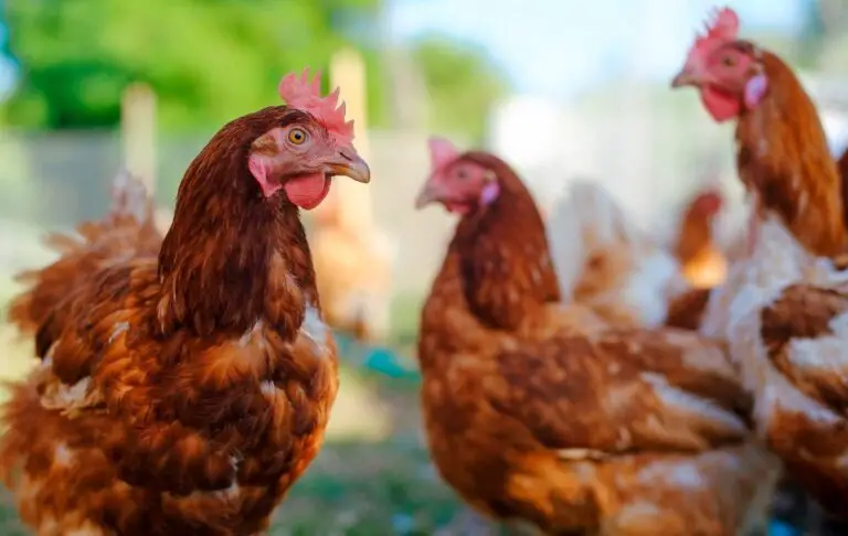 Revolutionary AI research decodes chicken language